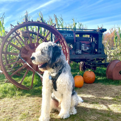 White and Grey St Berdoodle