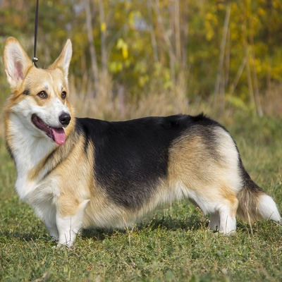 Fawn and Black Cardigan Welsh Corgi