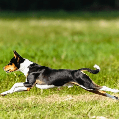 Tricolor Basenji