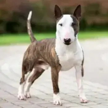 Bull terrier