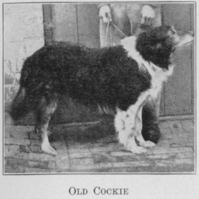 Old Cockie