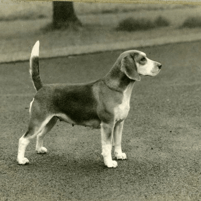 Beagle history