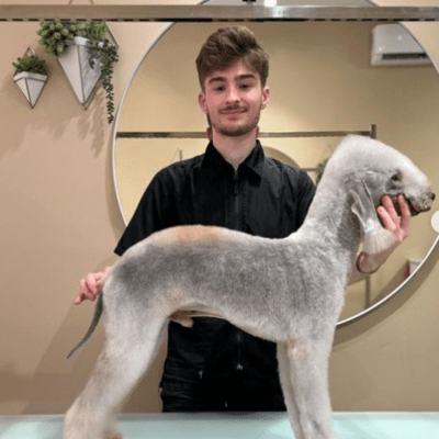 Grooming Bedlington Terrier