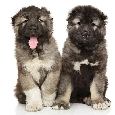 Cream and tan Caucasian Shepherd