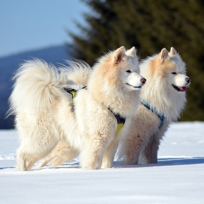 White with Biscuit Samoyed