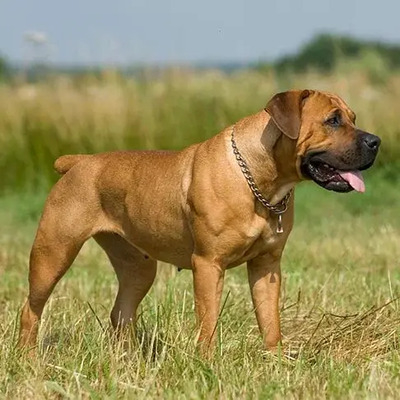 Fawn Boerboel