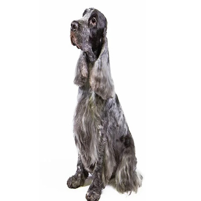 Grey Ticked Cocker Spaniel