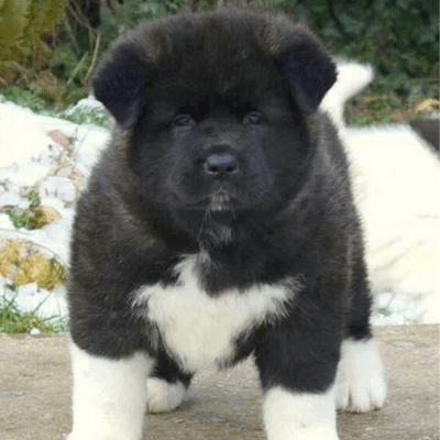 black akita chow