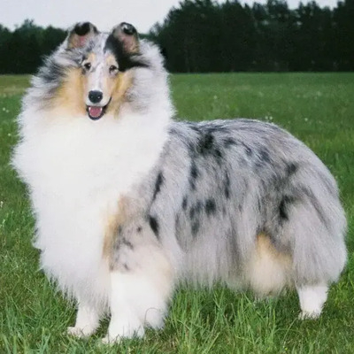 Blue Merle Collie