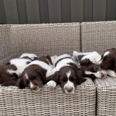 White and Brown Drentsche Patrijshonds