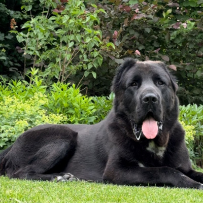 Black Central Asian Shepherd Dog