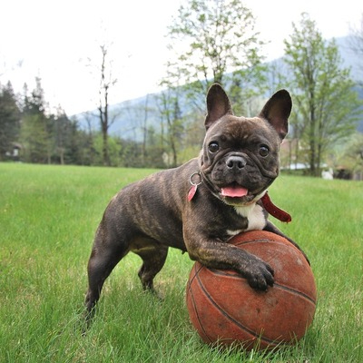 Brindle French Bulldog