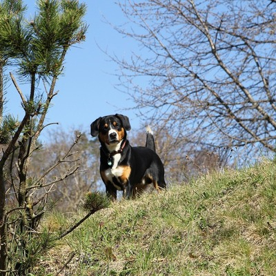 Entlebucher Mountain Dog