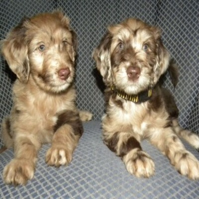 Male and Female Aussiedoodles