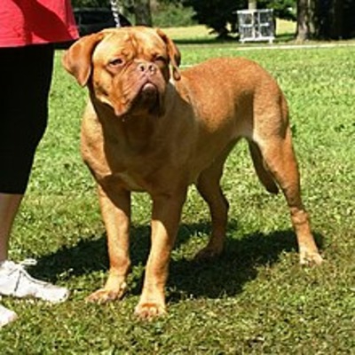 Mohagnay Dogue de Bordeaux