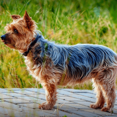 Blue and tan Yorkshire Terrier