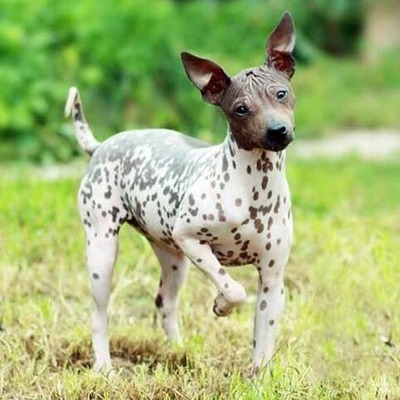 American Hairless Terriers with spots