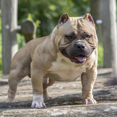 Pocket Sized American Bully