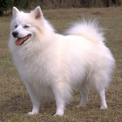 Standard American Eskimo