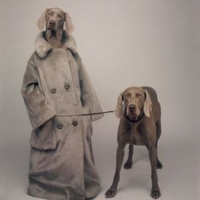 Weimaraners by William Wegman