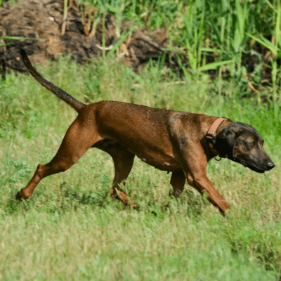 Brown Bavarian Mountain Scent Hound