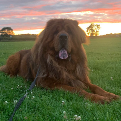 Gold Tibetan Mastiff