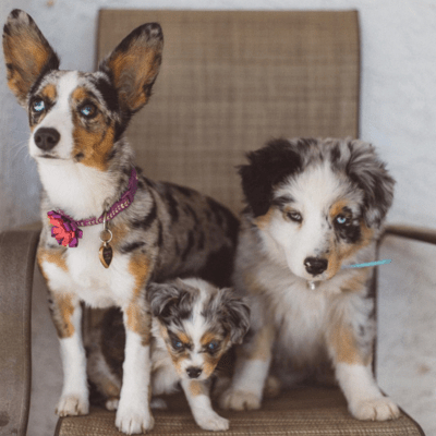 Tri-color Auggies