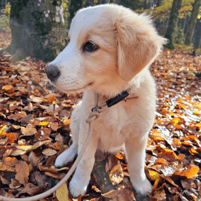 Golden Australian Retriever