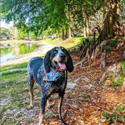 Bluetick Coonhound breed