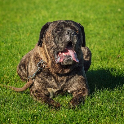 Brindle Cane Corso