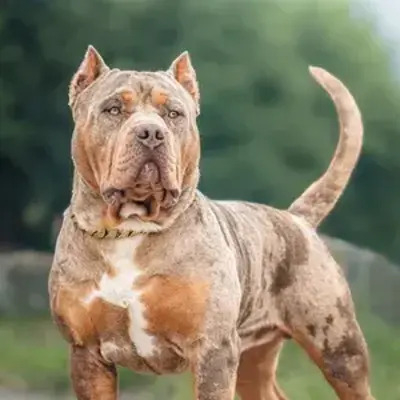 Brindle Ameican Bully