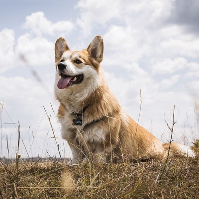 Pembroke Welsh Corgis