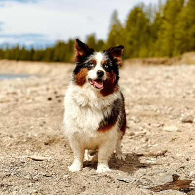 Blue Merle Auggie Dog