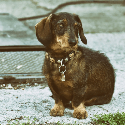 Wire-haired Dachshund