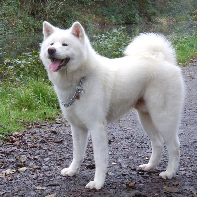 White Akita Chow