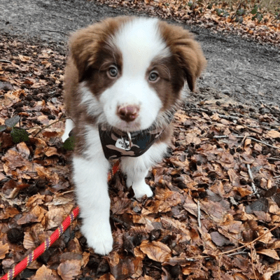 Toy Australian Shepherd