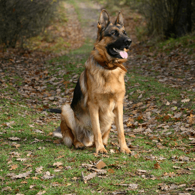 German Shepherd