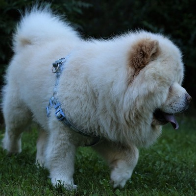 White Chow Chow