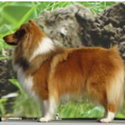 Sable Shetland Sheepdog