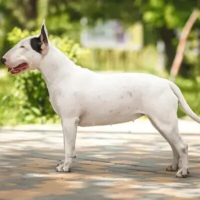 bull-terrier