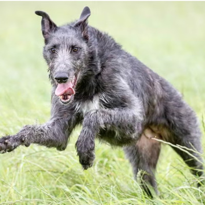 Grey Scottish Deerhound