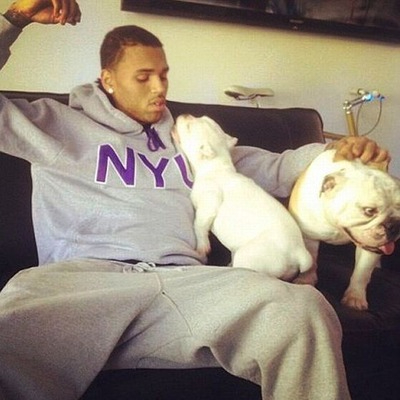 Chris Brown with his bully dog