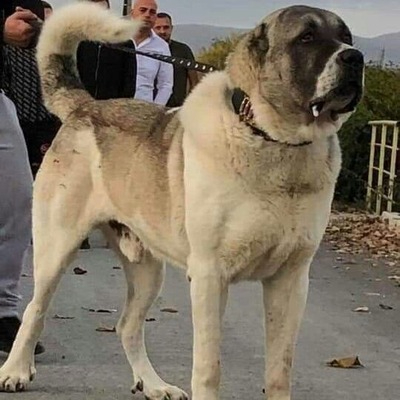 Kangal