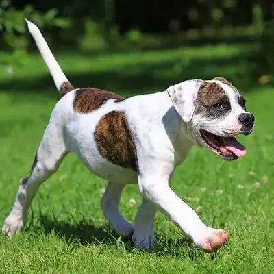 white with patches of brown American Bulldog