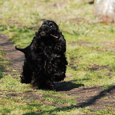 Black Cocker Spaniel