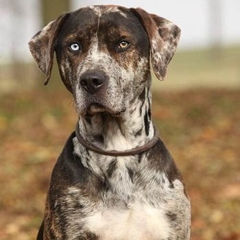 Catahoula Leopard Dog