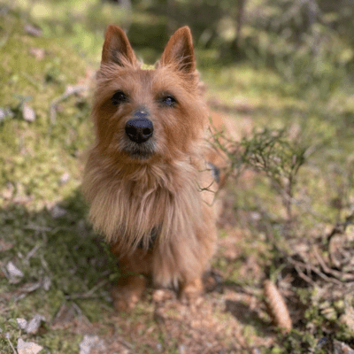 Tan Australian Terrier