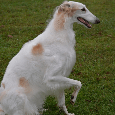 White Borzoi with Brown markings