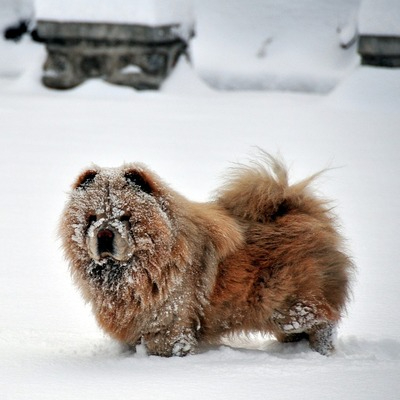 Red Chow Chow