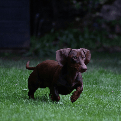 Miniature Dachshund